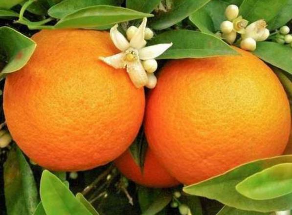 Purchase organic oranges in bulk