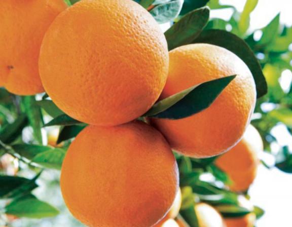 Organic oranges for sale
