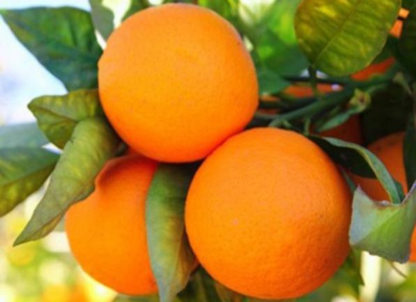 What are the benefits of eating an orange?