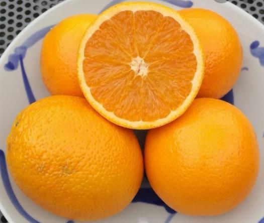 Wholesale price of thomson orange