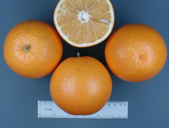 How to select the best valencia oranges