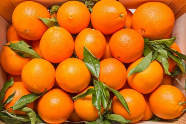 Bulk price of valencia oranges